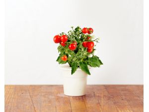 Click and Grow mini paradajky, kapsule so semienkami a substrátom 3ks