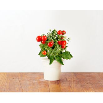 Click and Grow mini paradajky, kapsule so semienkami a substrátom 3ks