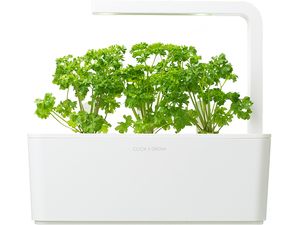Click and Grow petržlen, kapsule so semenami a substrátom 3ks